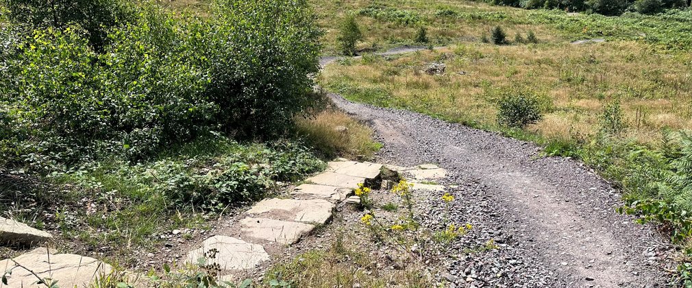 a section of trail through a forest