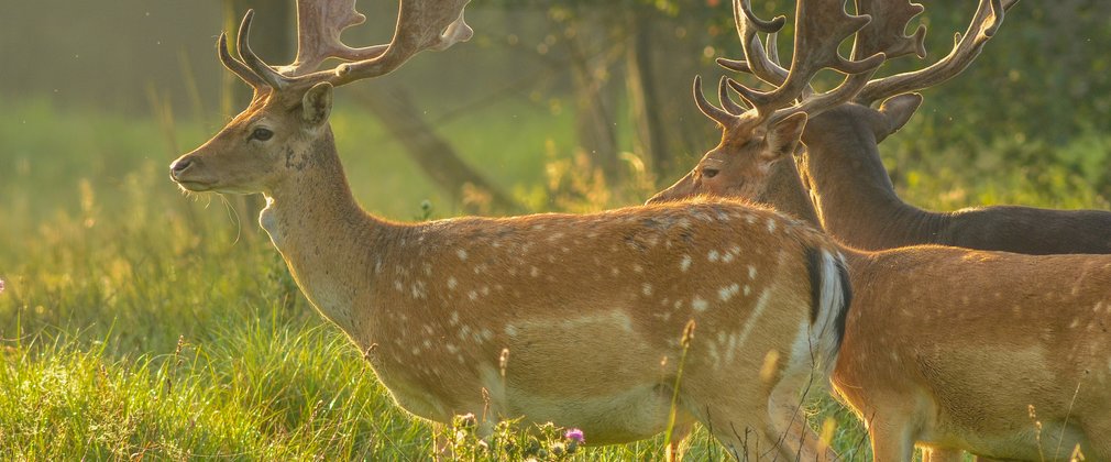 Male fallow deer 