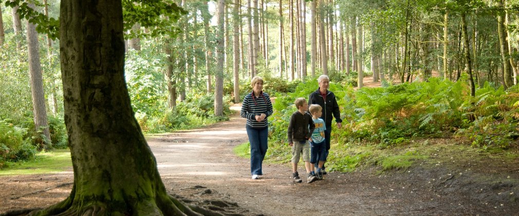 Family walking through pine forest