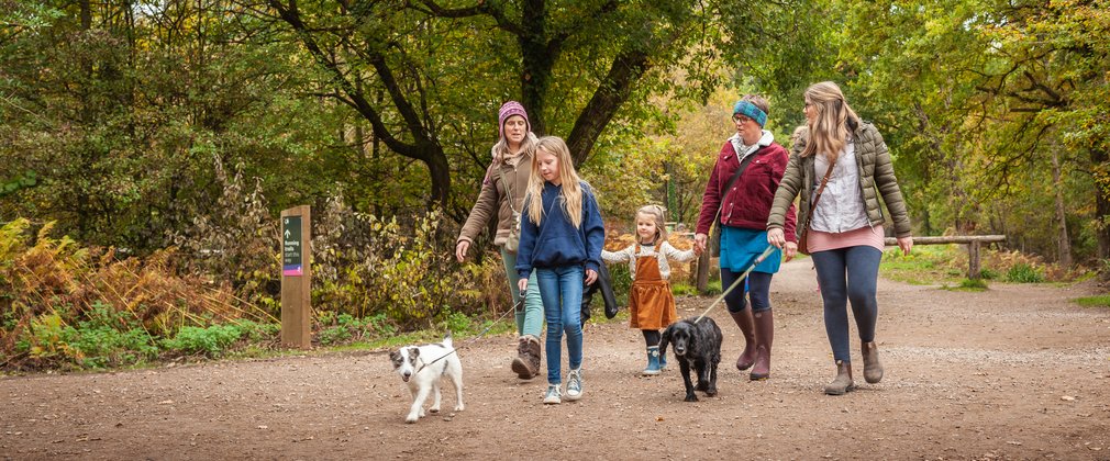 Group dog walking