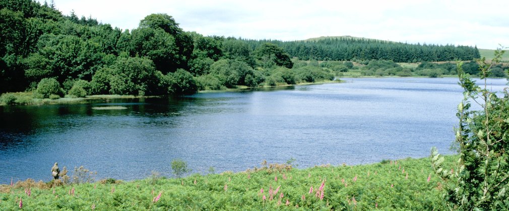 Reservoir surrounded by forest