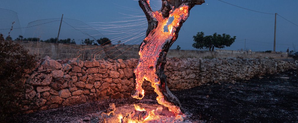 Earth Photo shortlisted work - half a tree burning