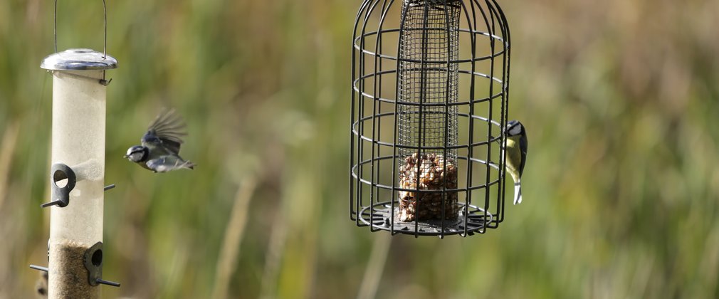 Birds feeding at wildlife hide at fineshade wood