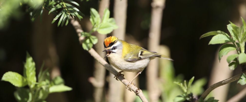 Firecrest bird