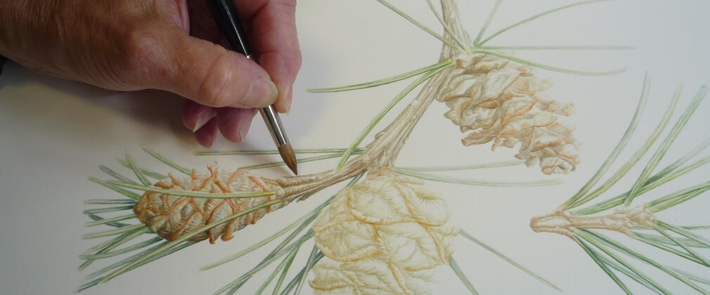 An artists hand drawing some pine cones on paper 