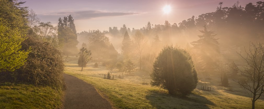 Foggy forest Bedgebury