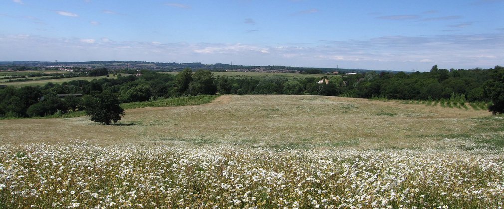 Meadow of white wild flowers with blue sky 