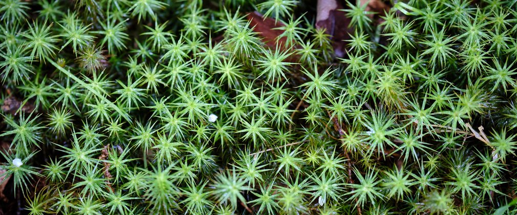 Sphagnum moss on the forest floor with some fallen leaves