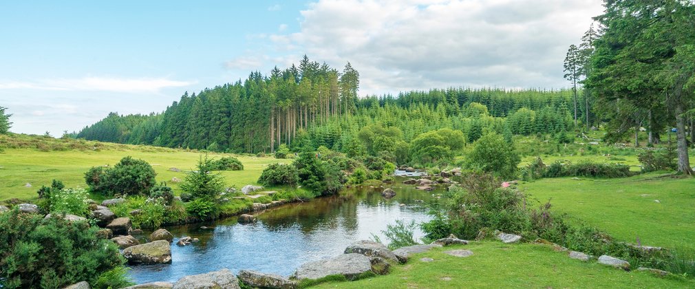 Lake in front of forest landscape on a sunny day