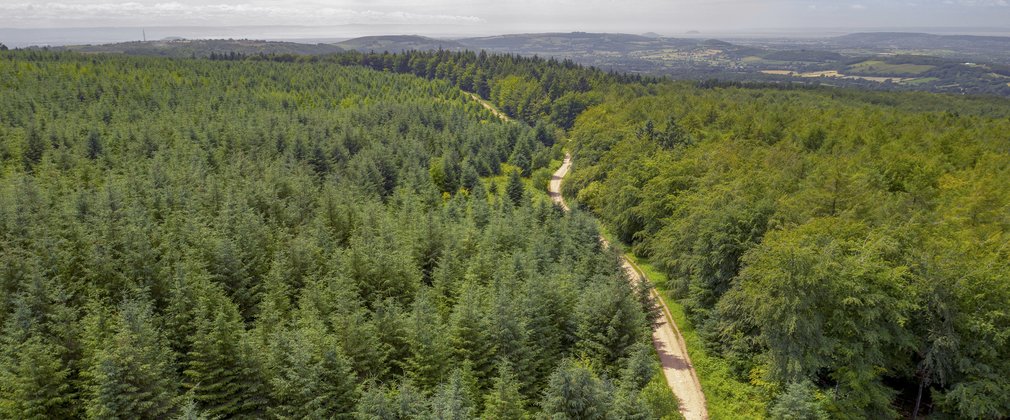 Long walking path running through forest