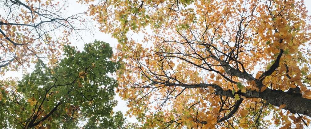 Tree canopy seen from below, with leaves varying in colour from green to yellow and orange.