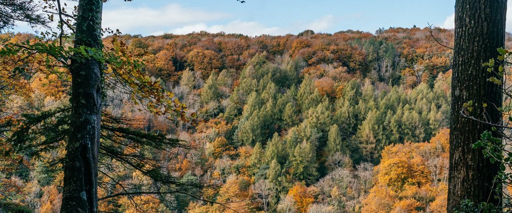 A view across tree tops in the Forest of Dean showing a range of autumn colours, including different shades of greens, yellows and oranges.