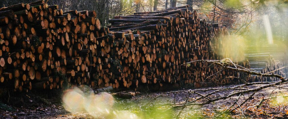 A large pile of logs on the forest floor during autumn