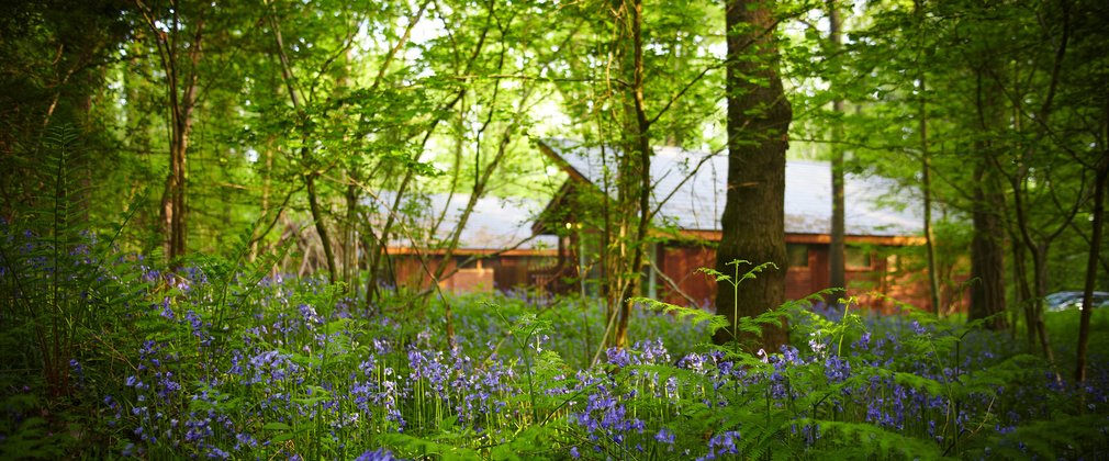 Forest Holidays cabin nestled in the wood