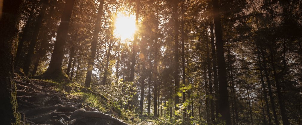 Sunbeams shining through the trees in the forest