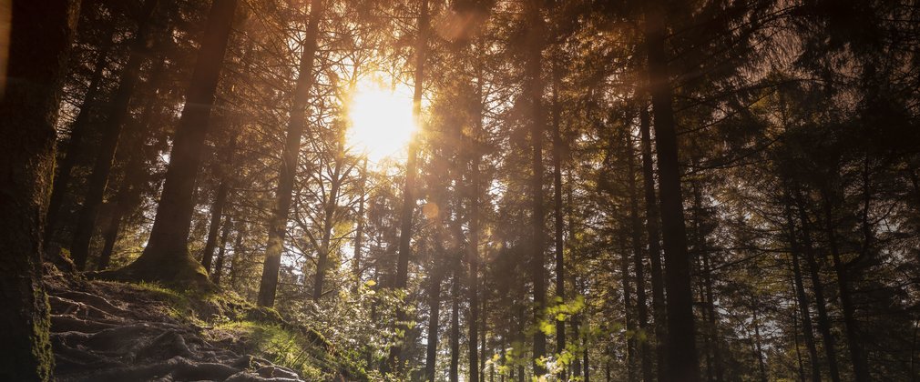 Sun beams through trees