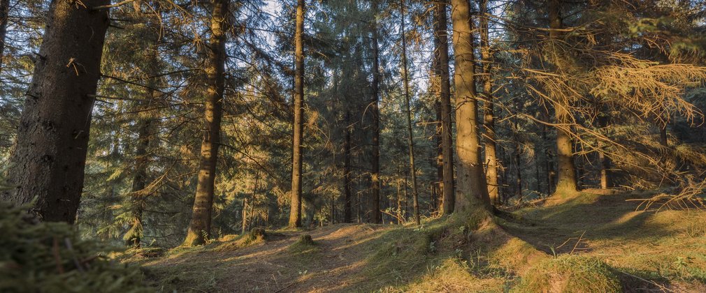 Mossy woodland path