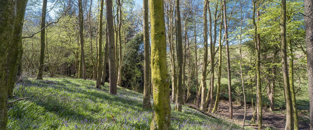 Spring in the forest