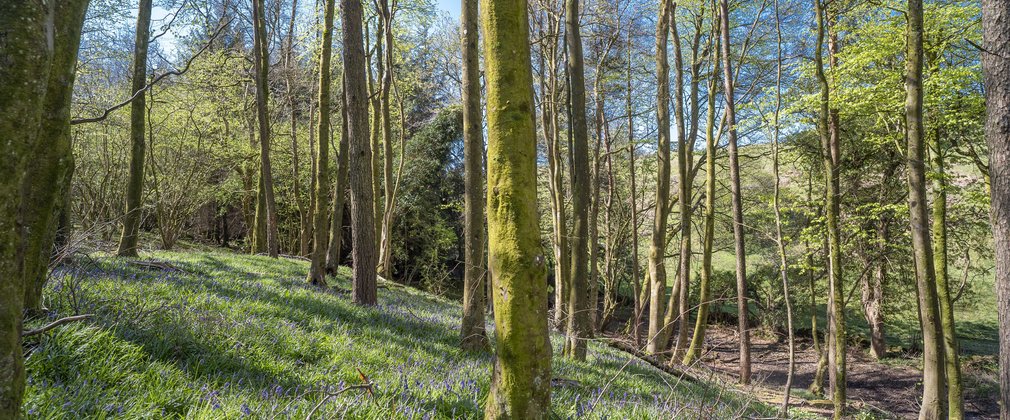 Spring in the forest 