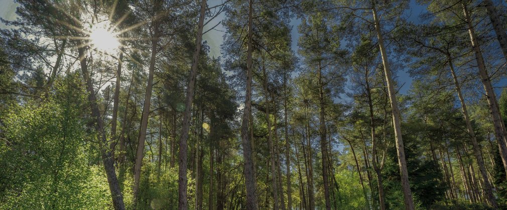 Sunlight through forest trees