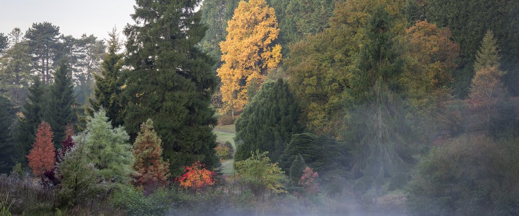 Bedgebury trees