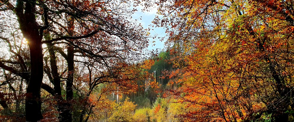 Trees in forest