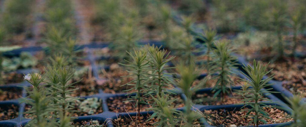 Planted trees in nursery