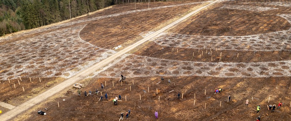 Groups planting trees in the forest