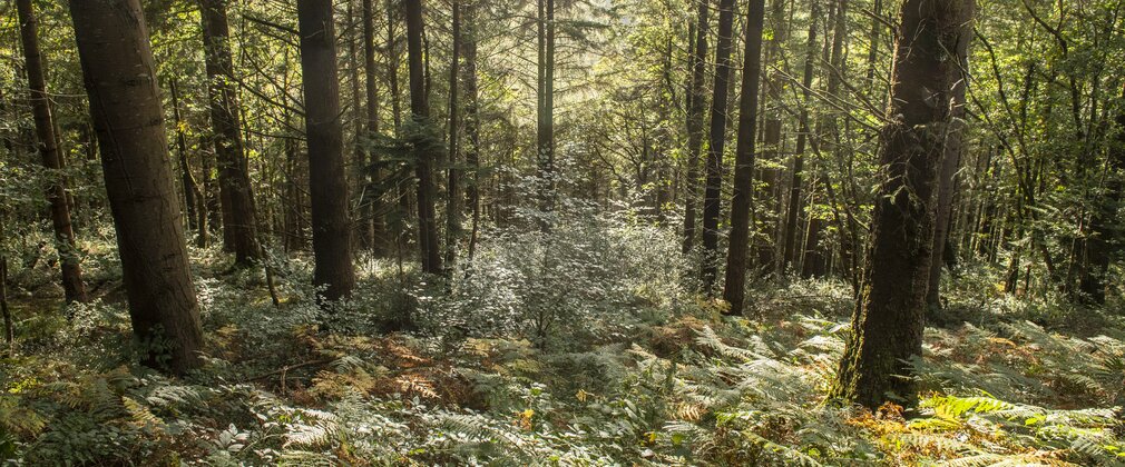 Trees in forest