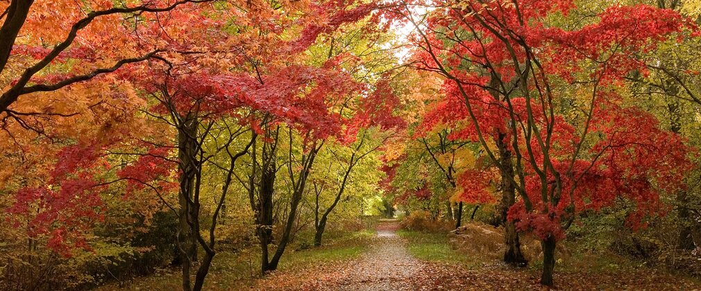 Tress in forest