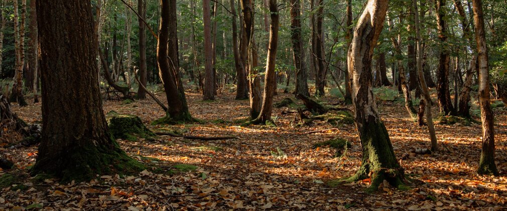 Tall tree trunks in a forest, with autumn leaves on the ground.