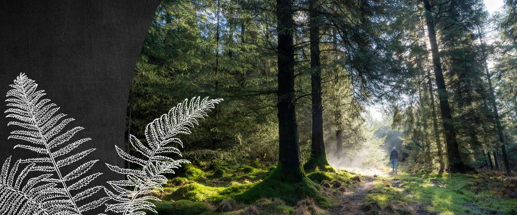 Woman walking through the forest towards sunbeams 