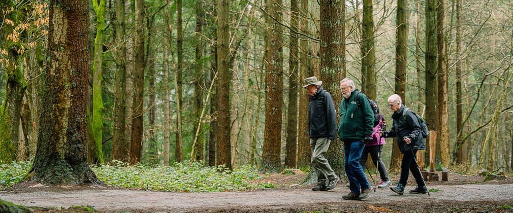 A group of four people are walking along a path in a forest