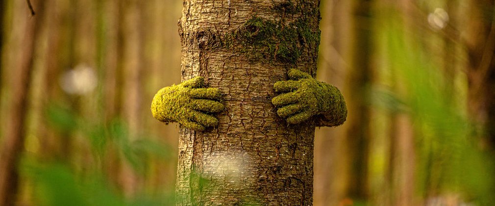 Tree hug sculpture - two grass coloured hands hugging a tree