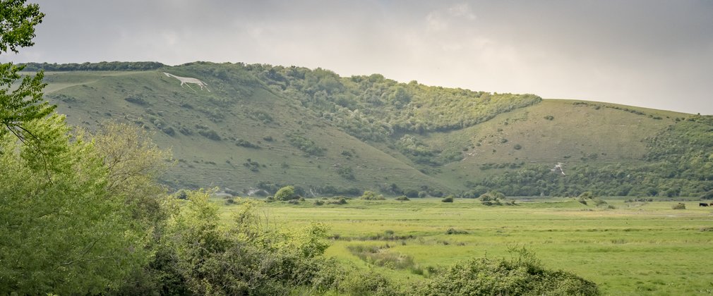 White horse view at Friston Forest