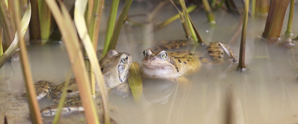 Frogs