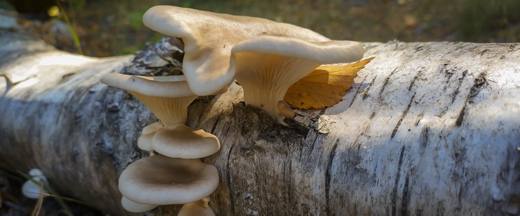 A close up of fungi on a fallen tree