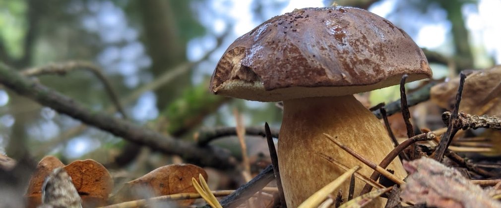 A mushroom in the leaf litter