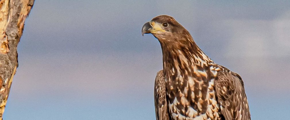 close up of juvenile white-tailed eagle