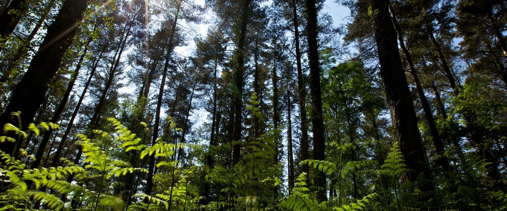 Trees at Beechenhurst