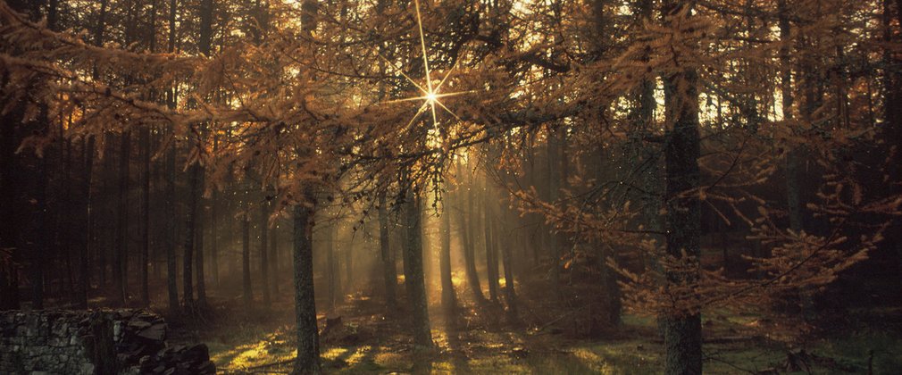 Sun shining through autumnal forest