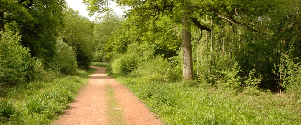 Forest Road running through broadleaf woodland