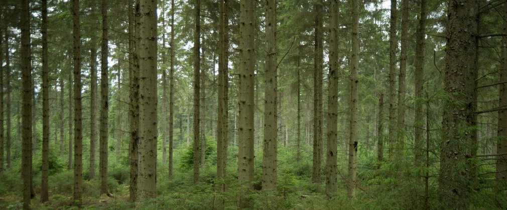 conifer woodland