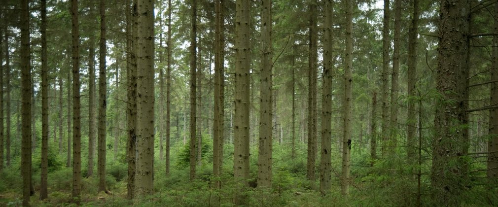 conifer woodland 