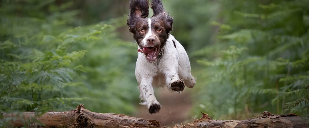 An action shot of a brown and white spaniel jumping over a log