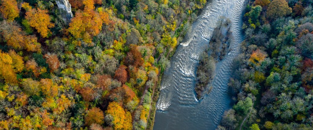 Aerial view of forest in autumn colour with a river running through it