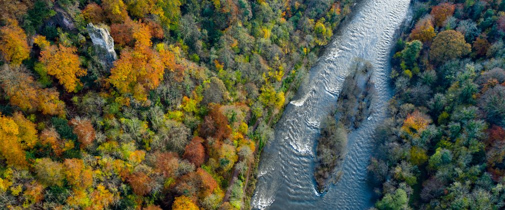 Aerial view of forest in autumn colour with a river running through it