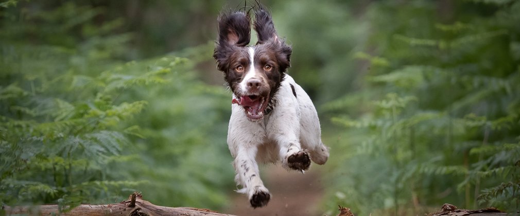 Brown and white dog jumping over a log