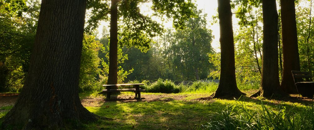 Picnic table surrounded by trees