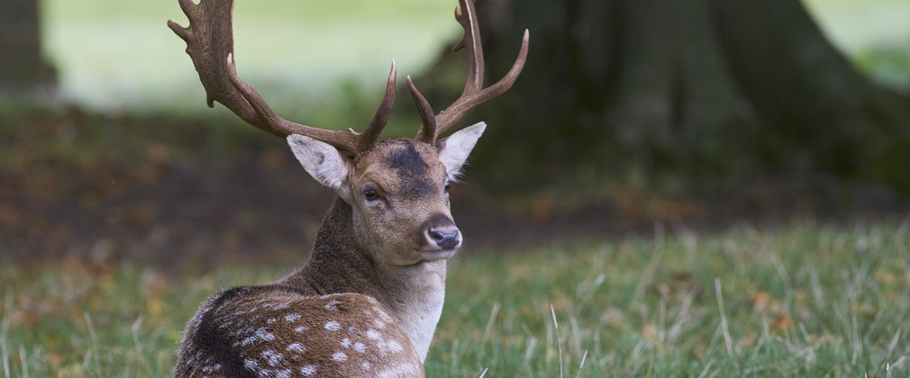 Fallow deer male with large antlers sat on the ground